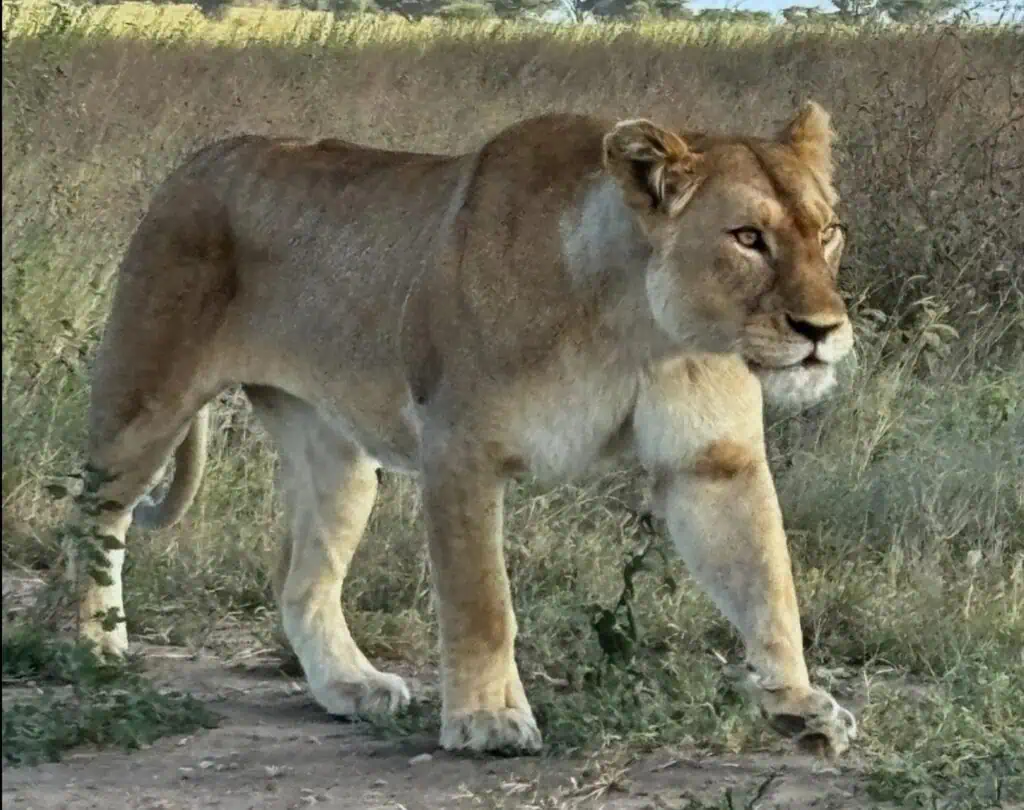 lion walking Serengeti