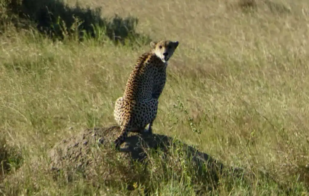 A majestic cheetah sits alert on a grassy plain during an African safari, showcasing the incredible wildlife and open landscape of the savannah.