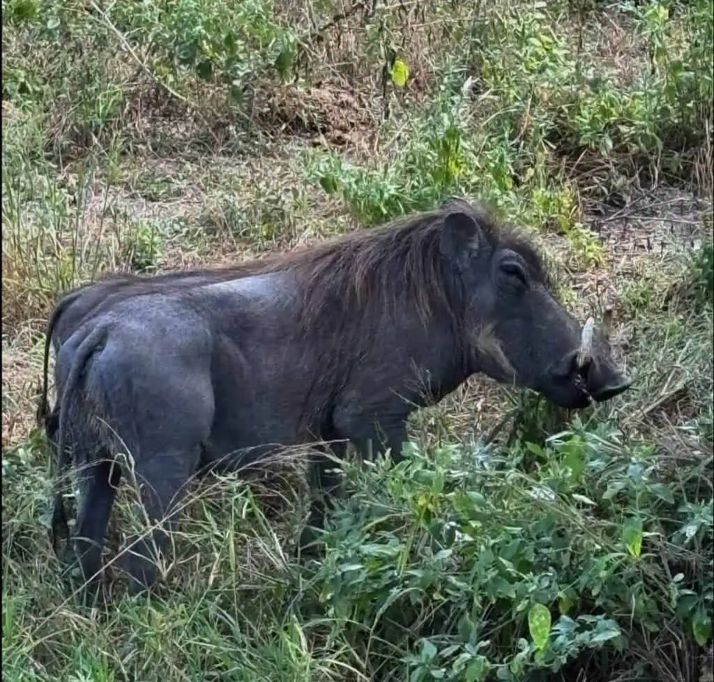 African wild boar foraging in dense foliage in a natural safari environment. Highlighting wildlife and biodiversity in Africa's wilderness. Perfect image for safari tours and wildlife exploration content.