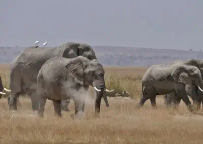 Majestic elephants walking through the African savannah, with a few birds perched on one elephant's back, exemplifying authentic wildlife safaris in Africa.