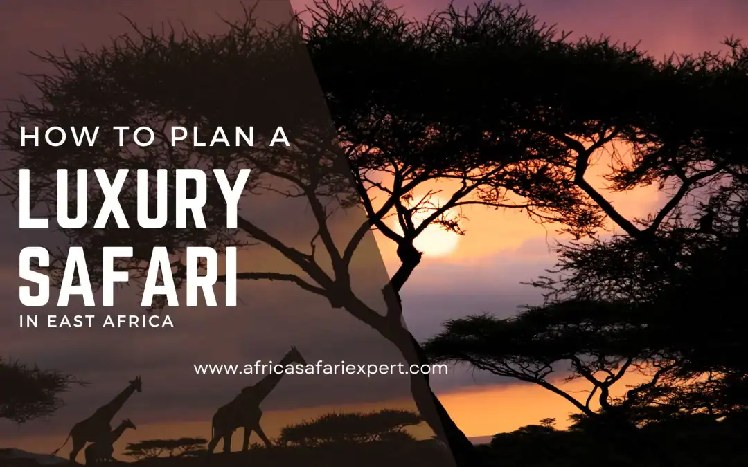 How to Plan a Luxury Safari in East Africa