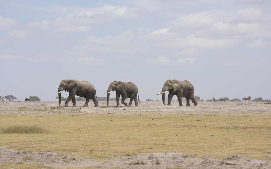 Grow Your Safari Business with Media Services: Tips for Success!