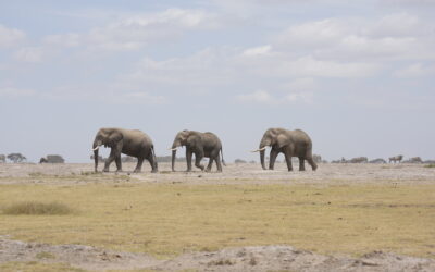 Grow Your Safari Business with Media Services: Tips for Success!