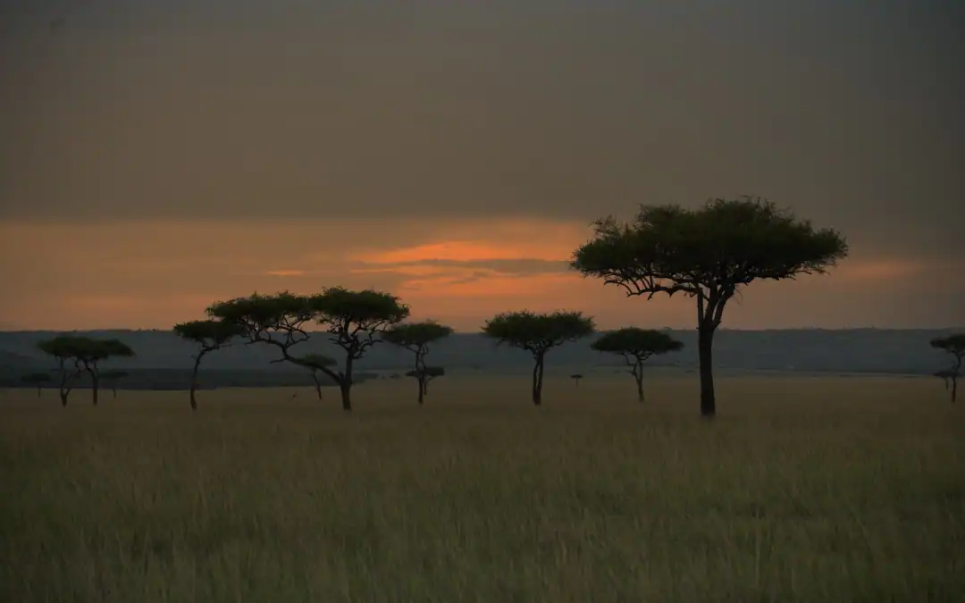 My Amazing Safari Experience