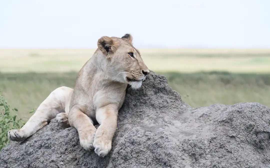 Ultimate African Safari Adventure