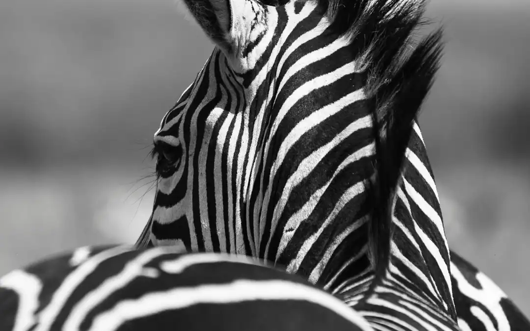Vaccinations Needed for a Safari in East Africa