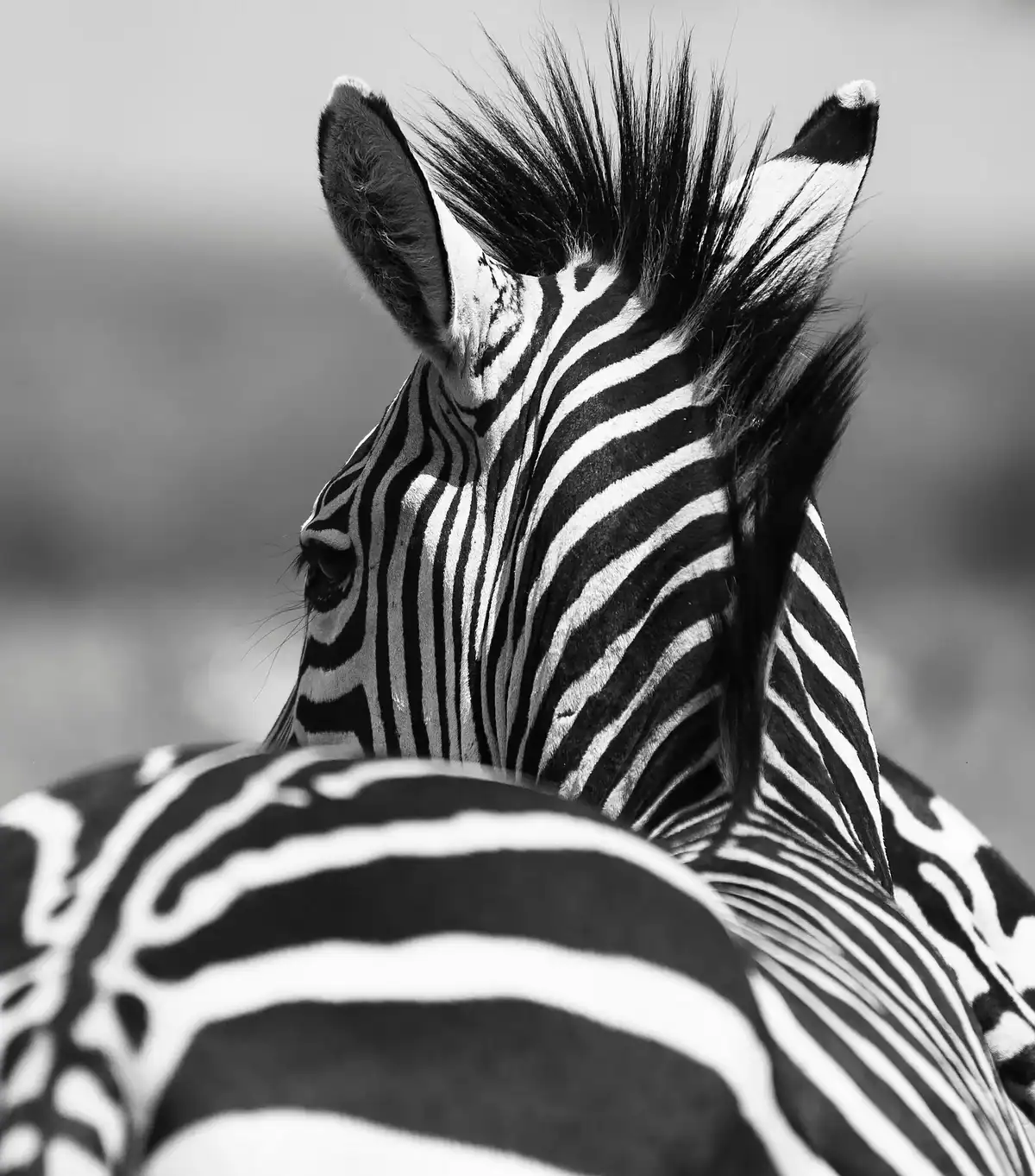 Close-up of a zebra's head and upper body showcasing black and white stripes in a natural habitat.