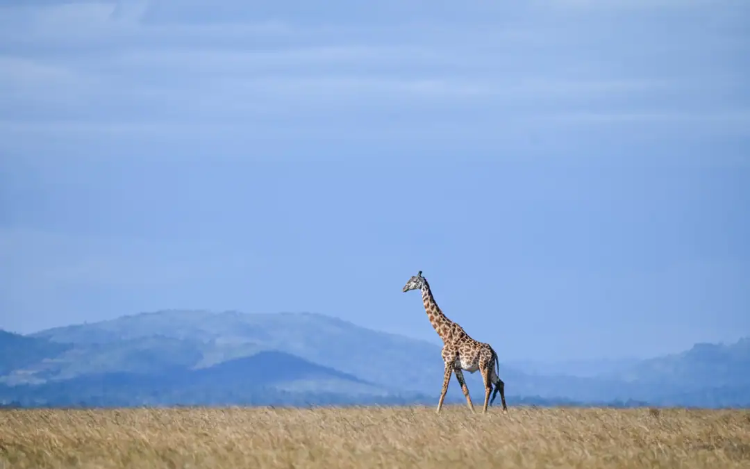 The Most Important Travel Info for East Africa – What You Need to Know in 2024