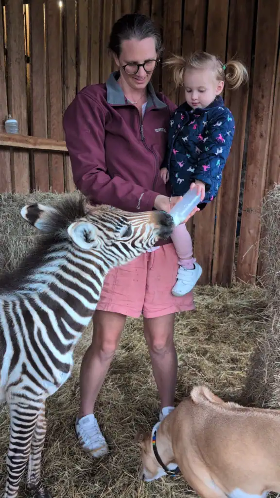 Me and my daughter feeding a baby zebra with a bottle