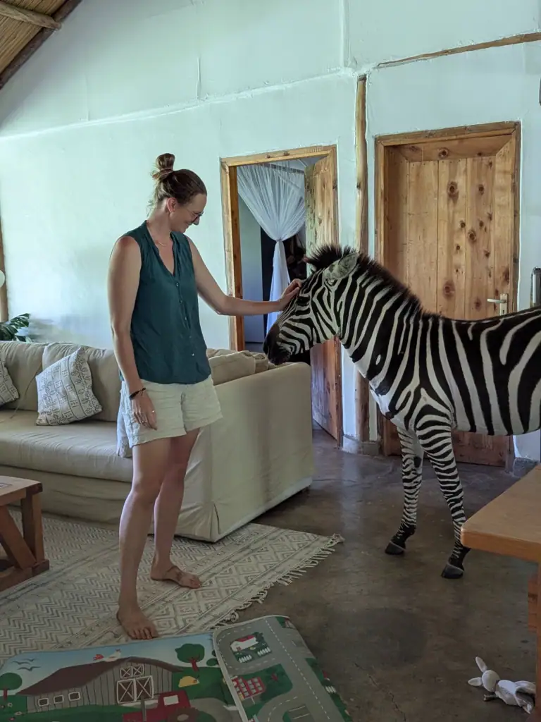 Me standing in our living room at home in Enonkishu, gently stroking a baby zebra