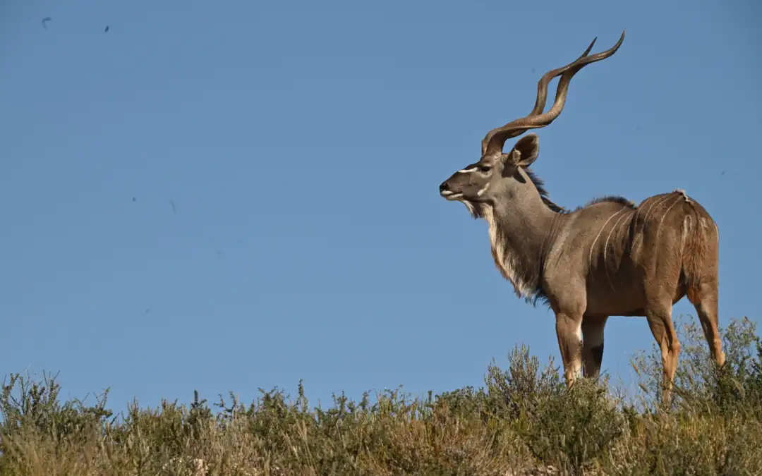 Top 3 mistakes people make when planning a safari
