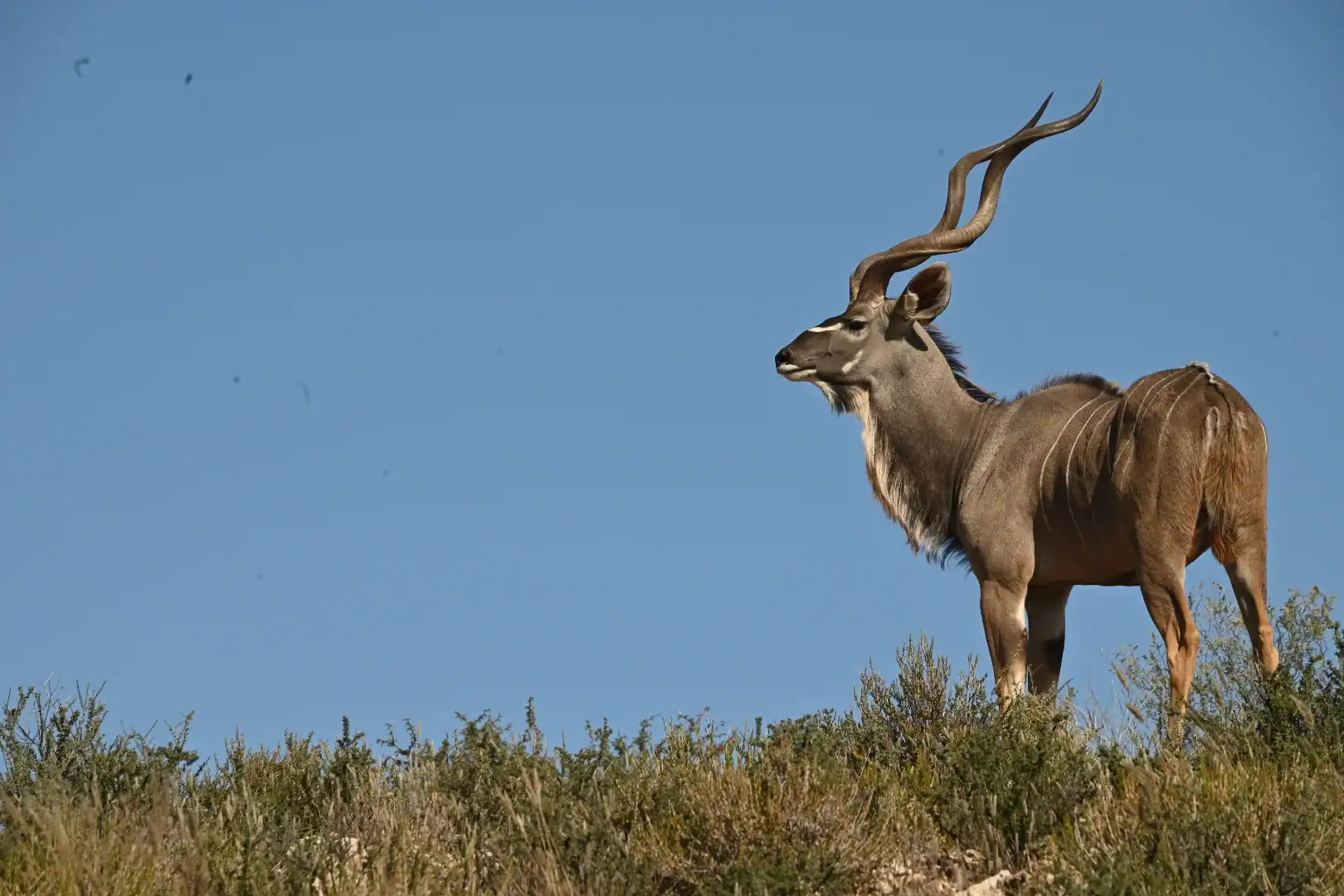 African Antelope in the Wild Majestic antelope with twisted horns standing on grassy plains under a clear blue sky.