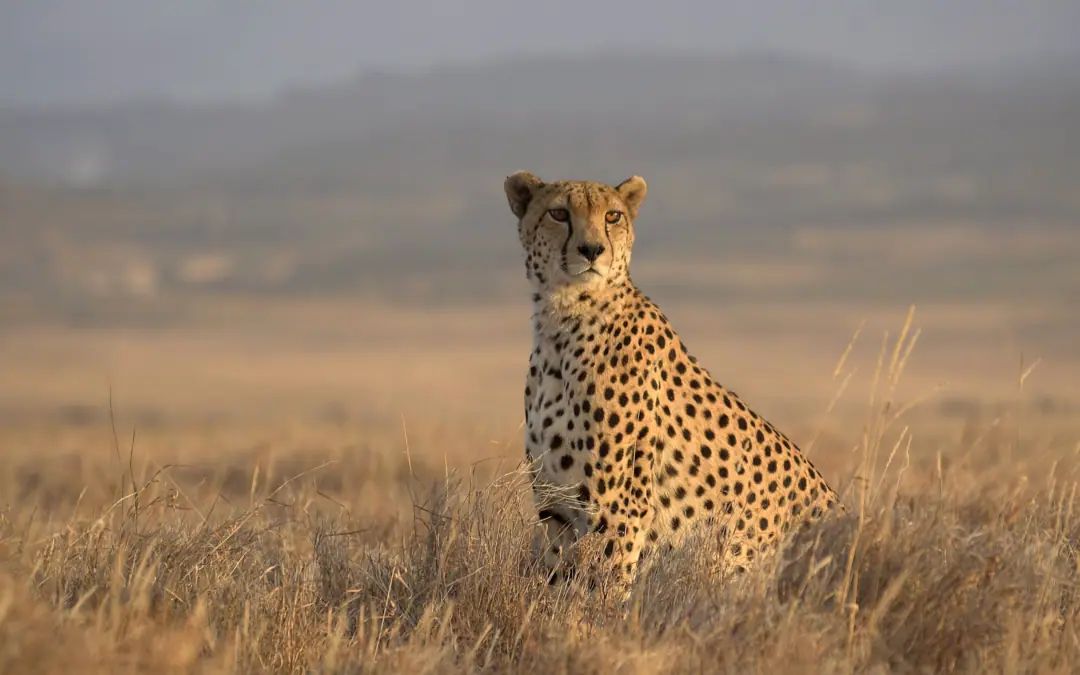 How to Choose the Right Safari Company (and avoid costly mistakes)