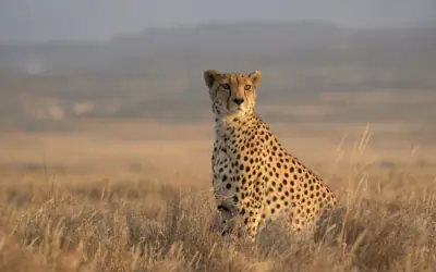 How to Choose the Right Safari Company (and avoid costly mistakes)