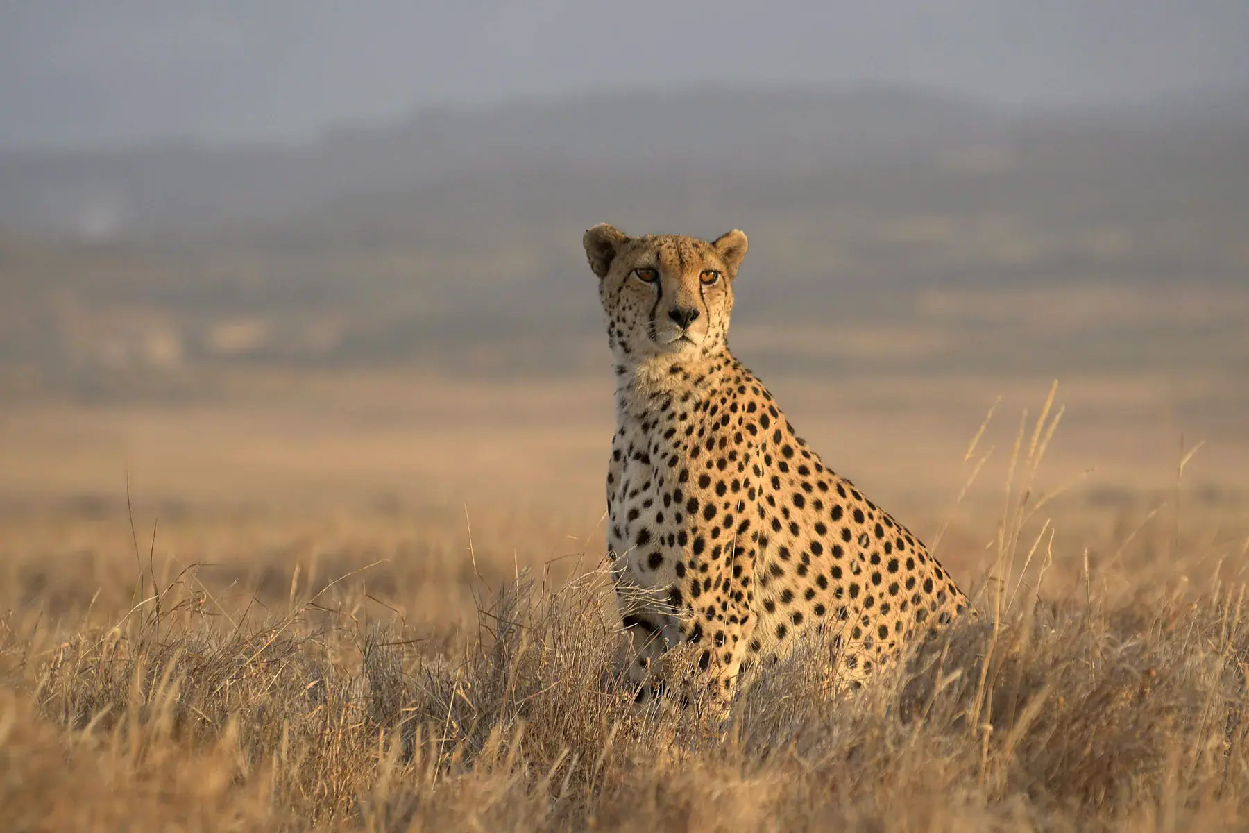 How to Choose the Right Safari Company (and avoid costly mistakes)
