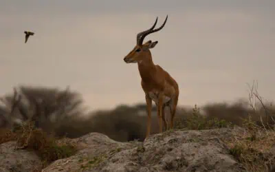 8 steps to successful safari content creation