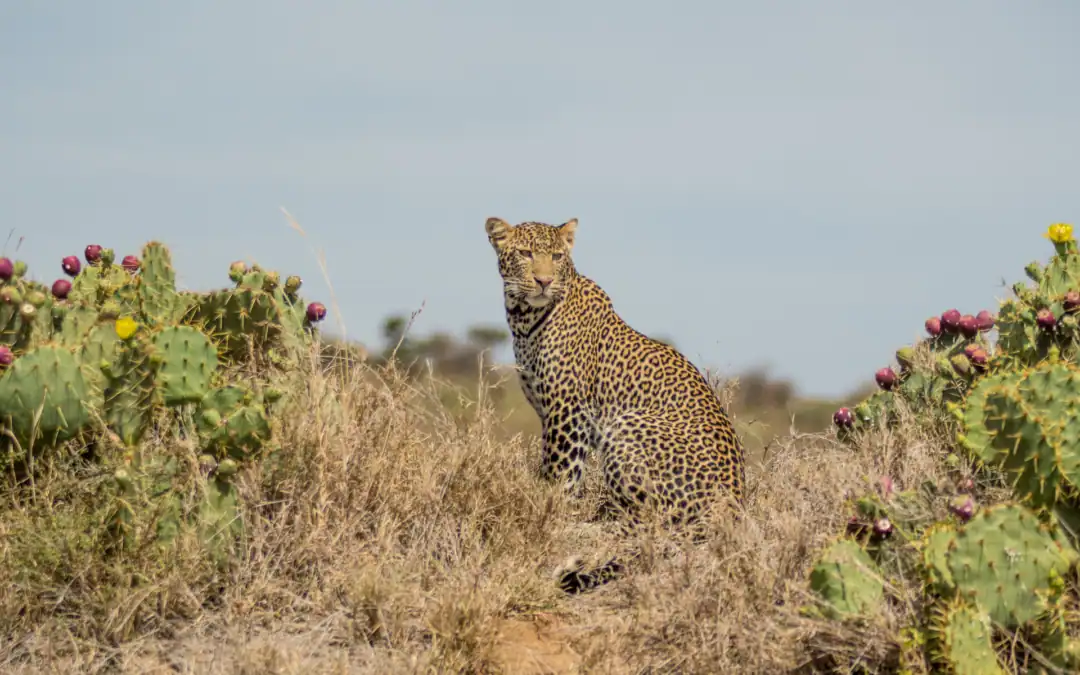 Your Ultimate Guide to Safe Safari Planning in East Africa