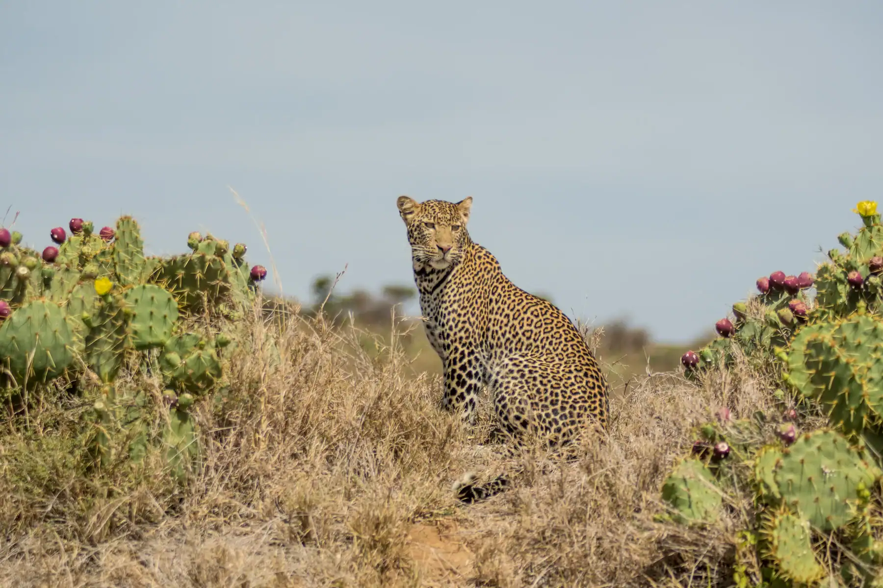 Your Ultimate Guide to Safe Safari Planning in East Africa
