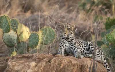 Increase your safari bookings by hiring a professional photographer