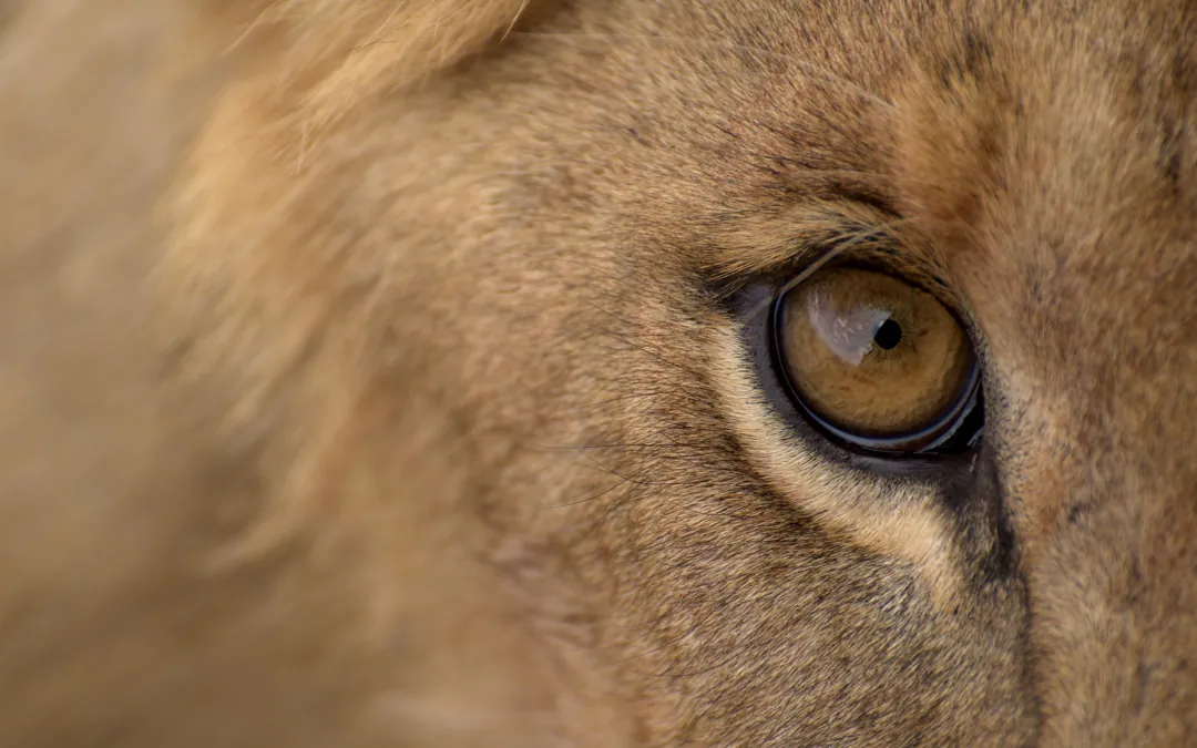 How to Plan a Luxury Safari in East Africa
