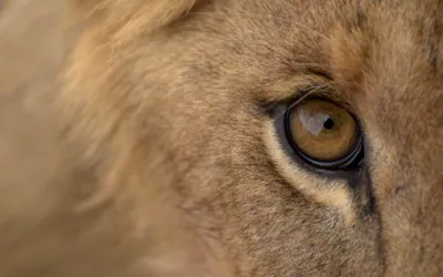 How to Plan a Luxury Safari in East Africa