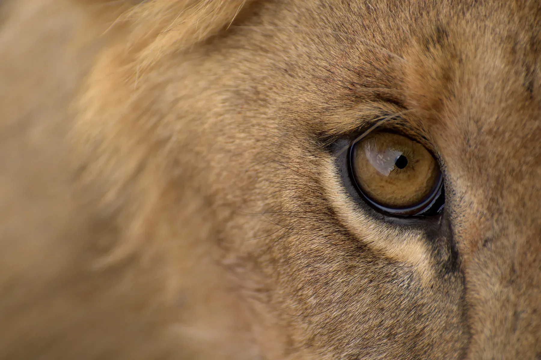 How to Plan a Luxury Safari in East Africa