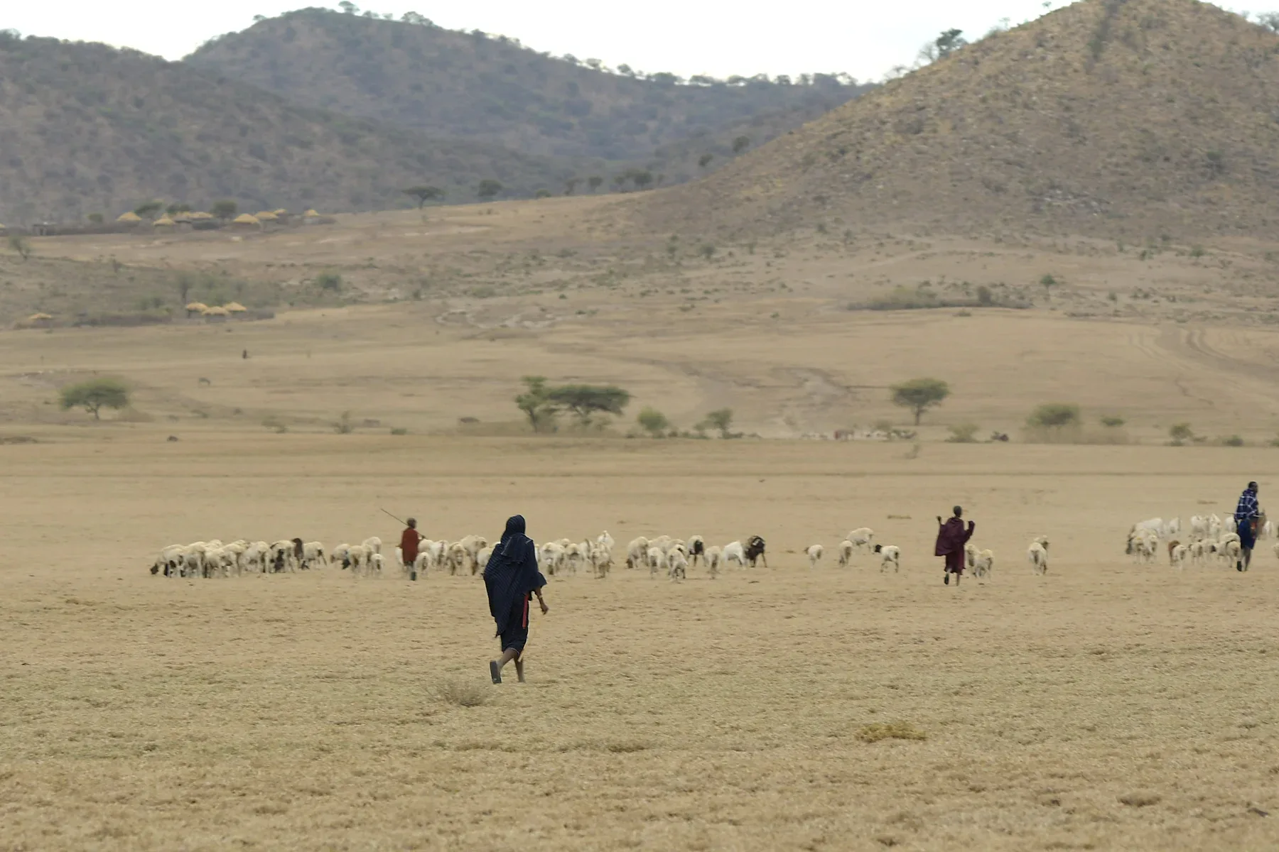 Local herders guiding sheep across vast open plains with distant hills in the background, showcasing traditional rural life in Africa.